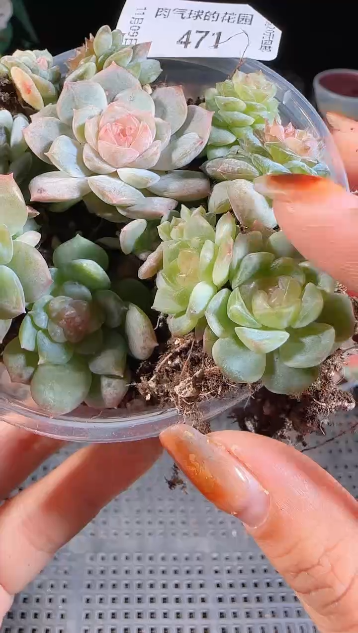 1109-471切糕麦秆群不包整