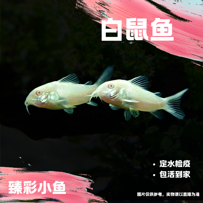 【臻彩小鱼】白鼠鱼 翻砂清洁鱼工具鱼缸热带鱼小型鱼吃食物残渣