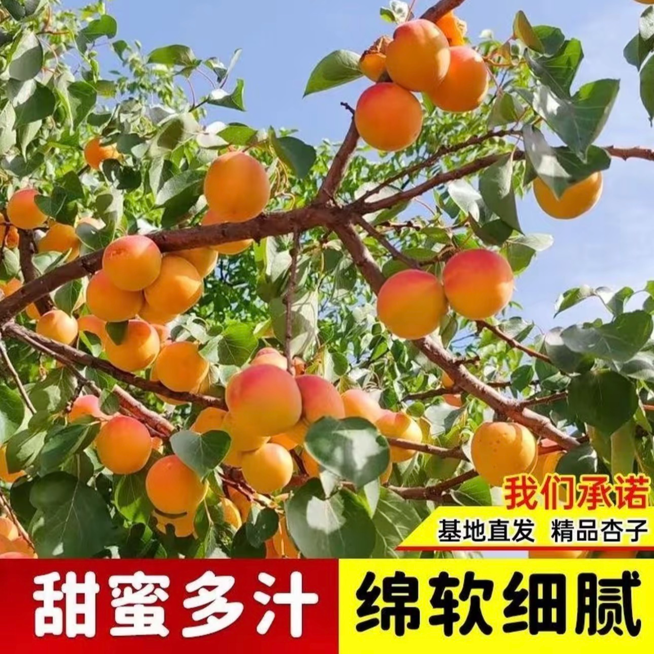 【帝王杏树苗】早熟特大帝王杏树苗大果地栽耐寒耐旱南方北方种植