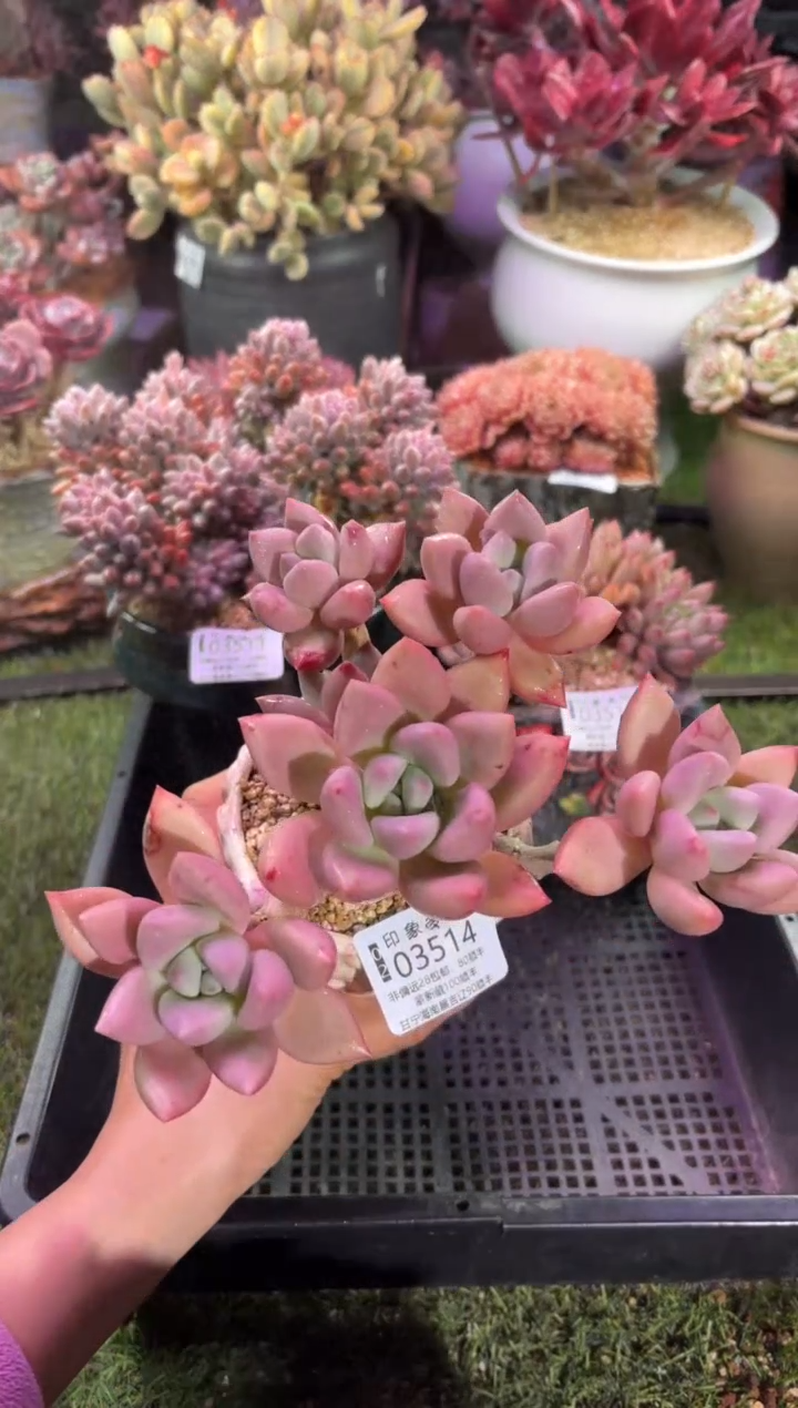 【闪购商品】03514脱土带盆