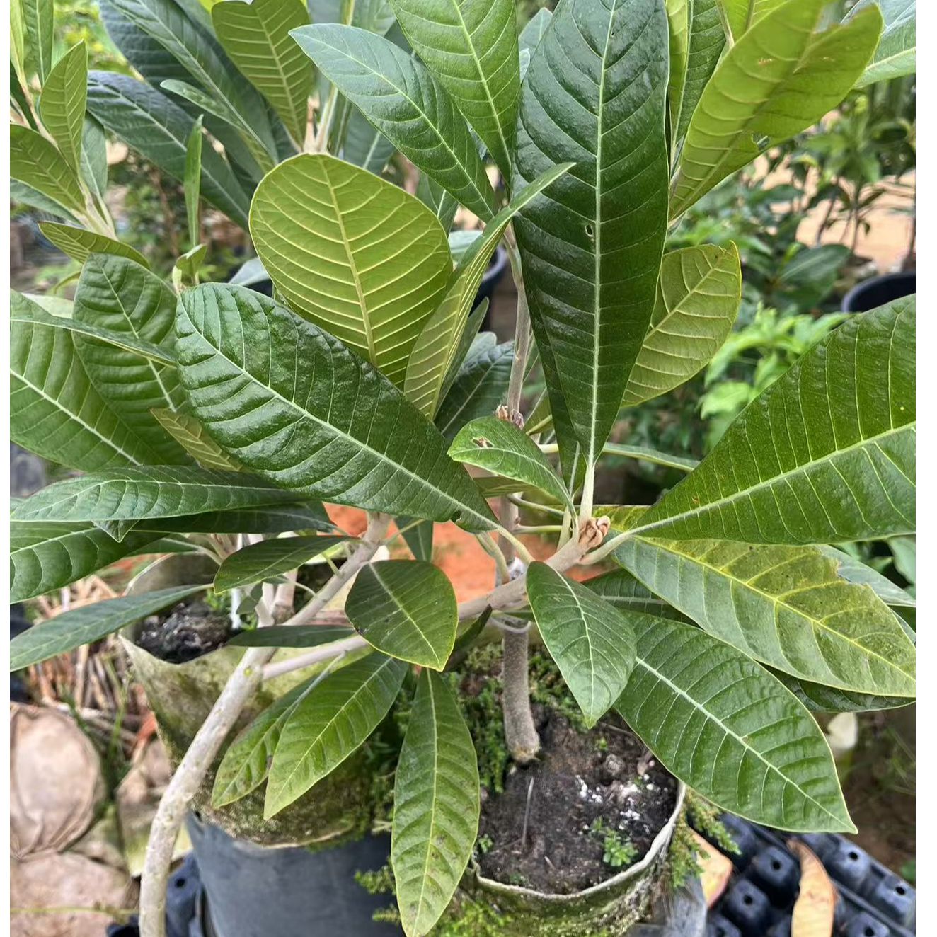 向阳园艺精选一物一拍