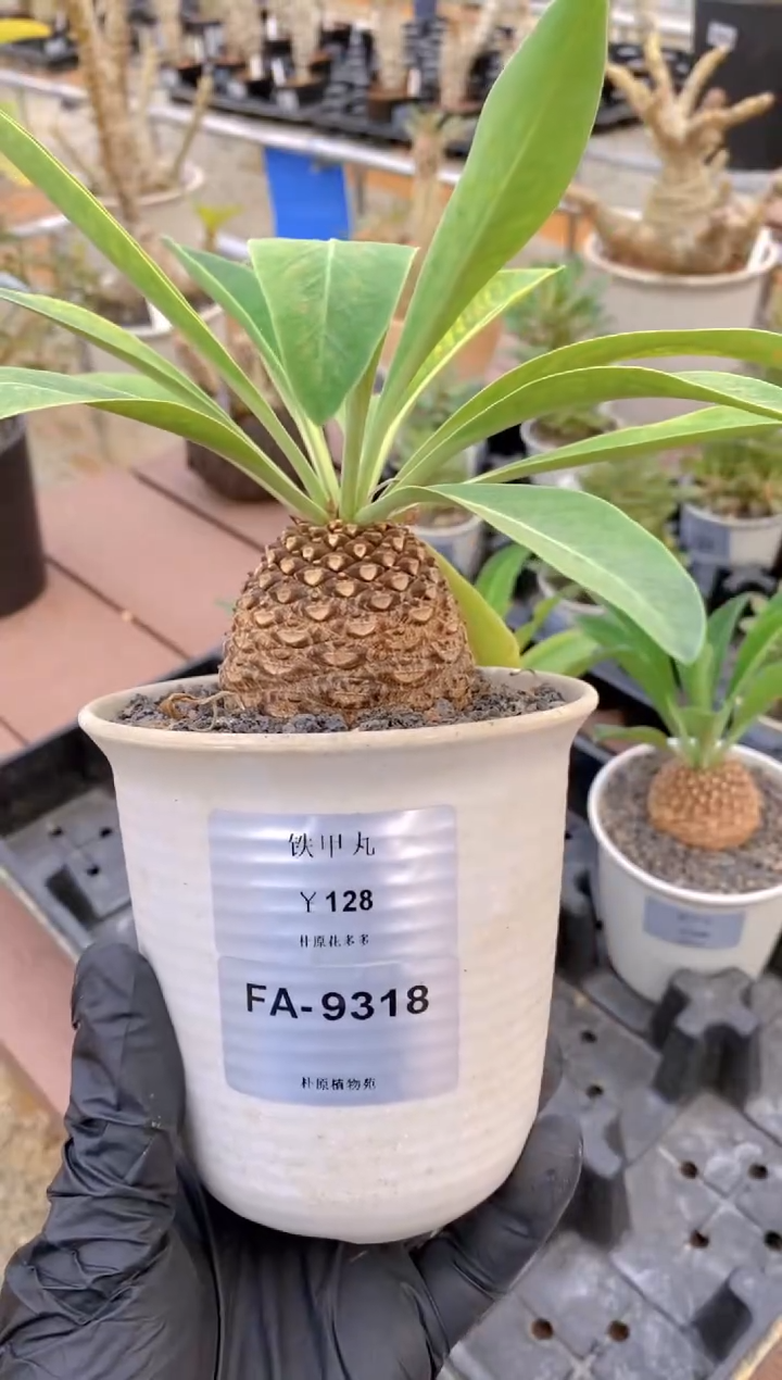 【闪购商品】红陶铁甲丸FA-9318