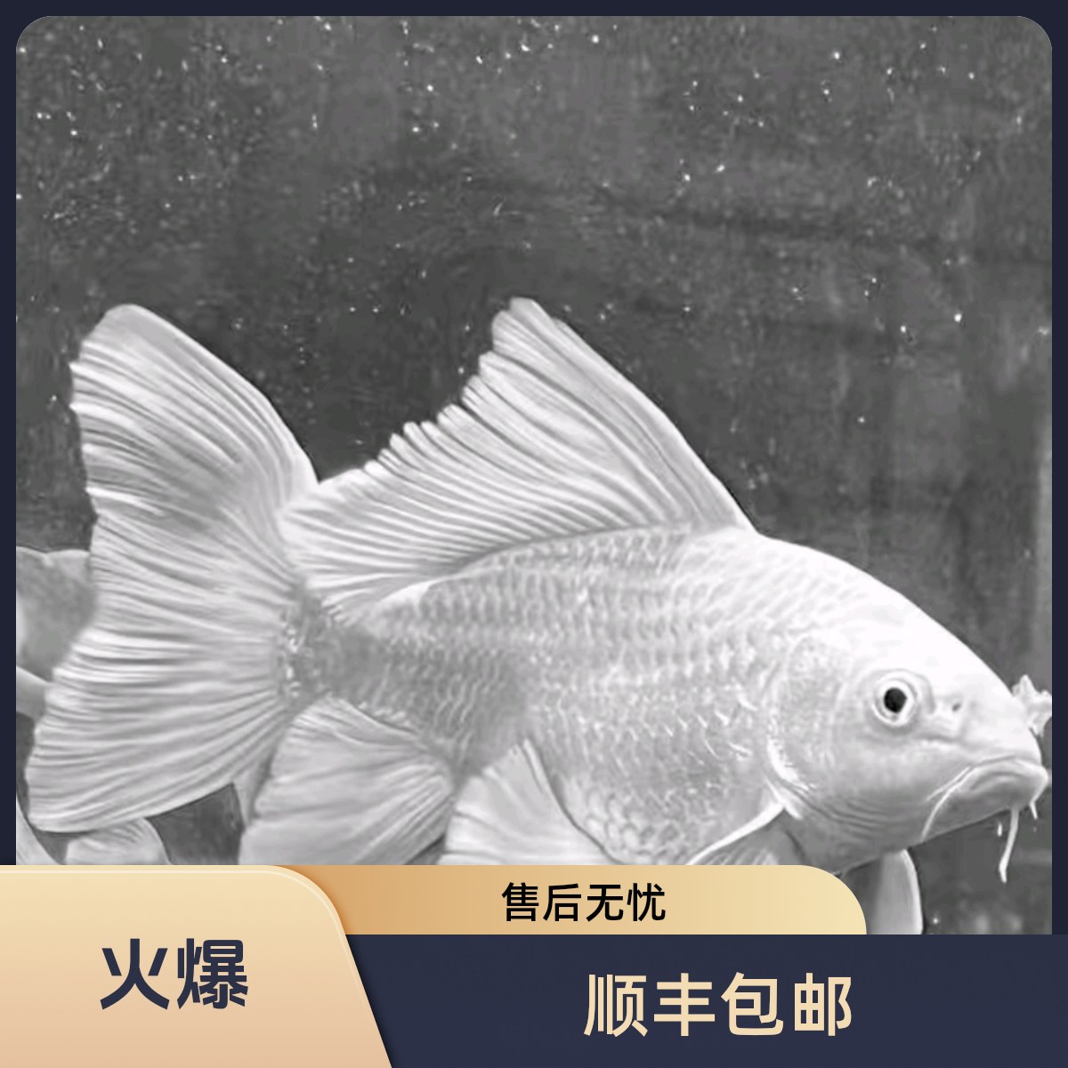 【白色蝴蝶鲤】一物一拍蝴蝶鲤好养耐活台湾纯种蝴蝶鲤观赏鱼