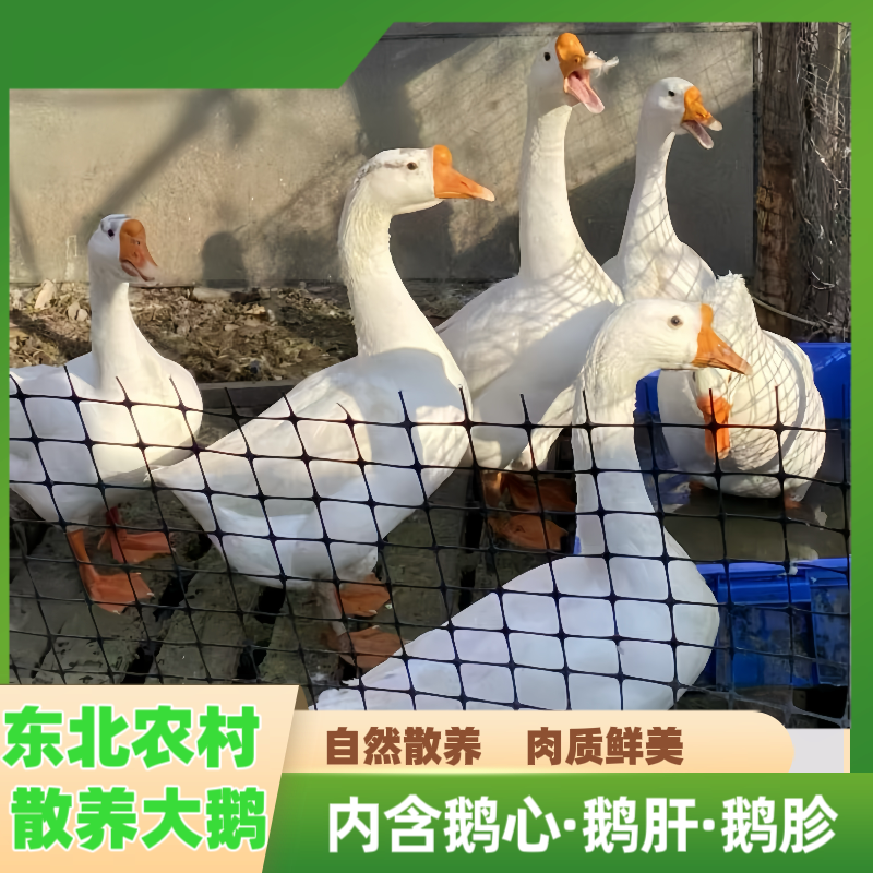 【顺丰/京东包邮】东北散养大鹅单只带掌、带翅、带心肝