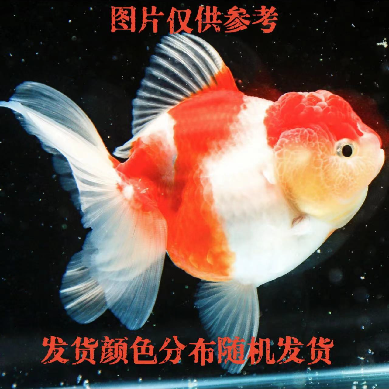 耐活好养精品泰狮将军狮元宝狮混发7-9cm观赏鱼