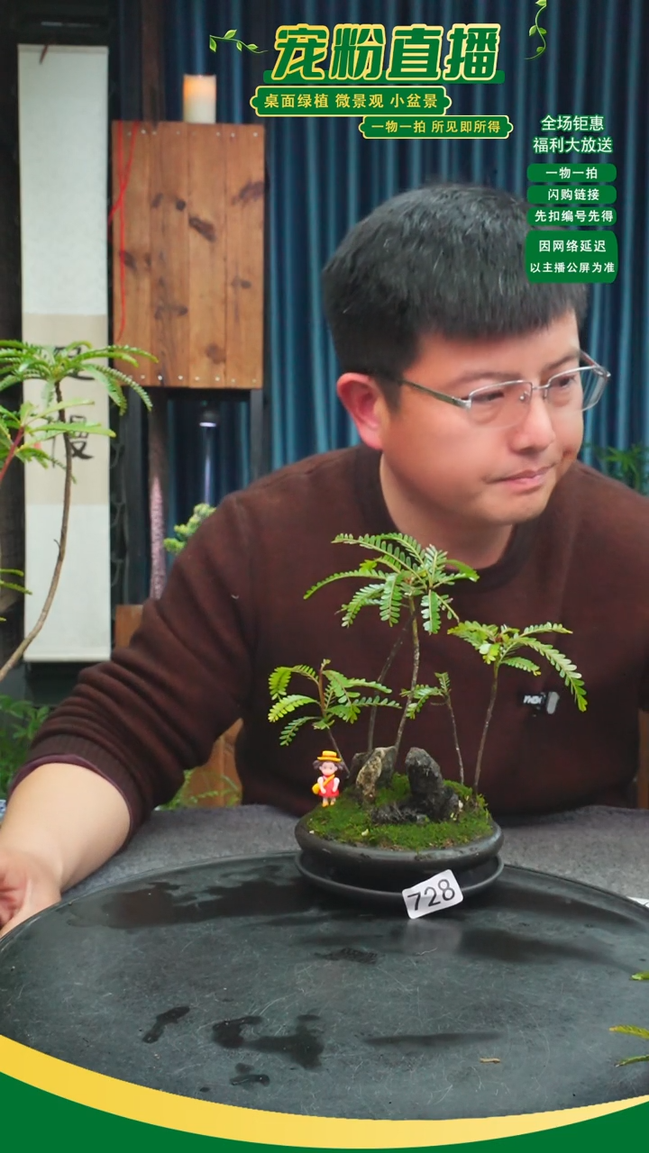 无花朵之*?苔藓微景观728号