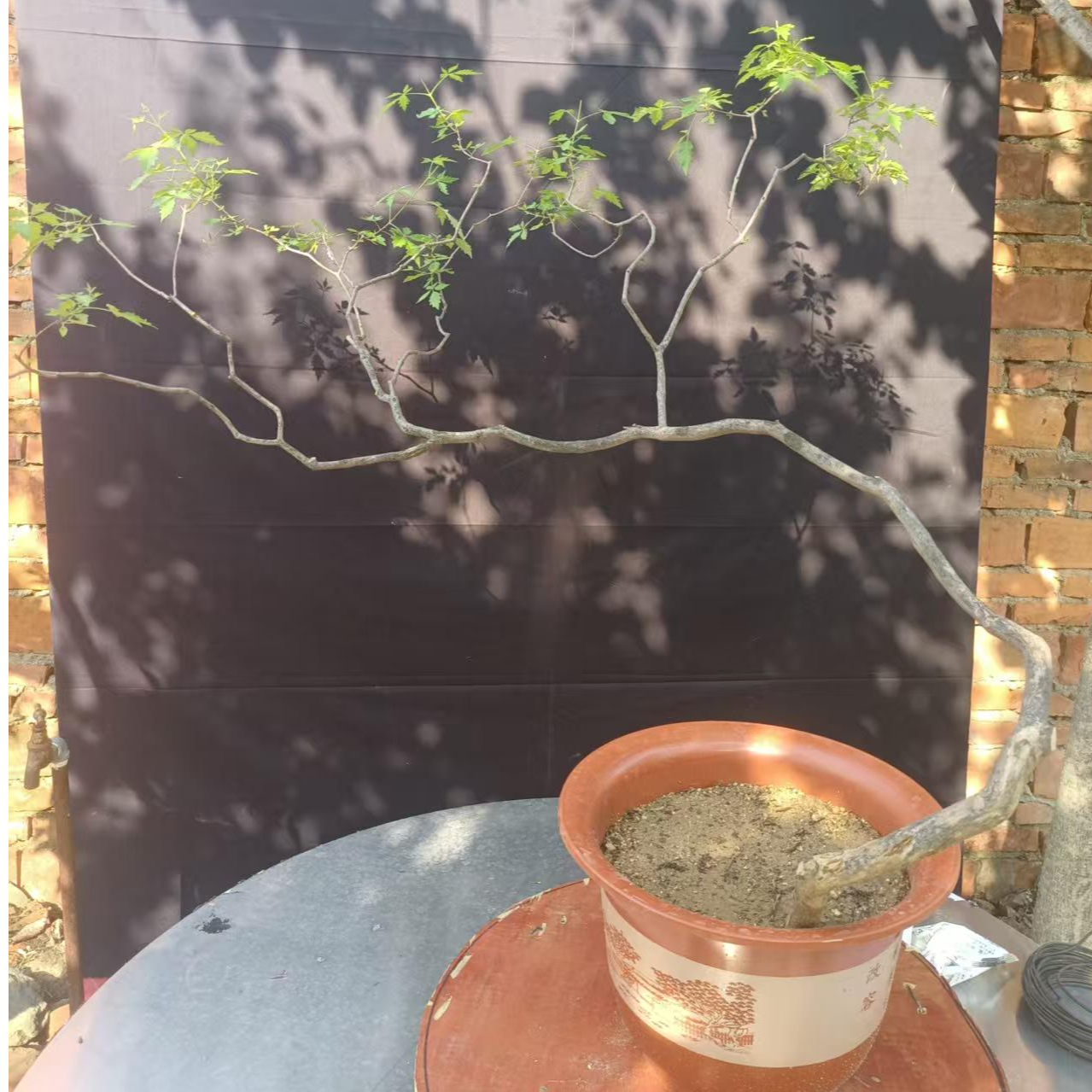 回旋顾祖有情黄荆自然成型