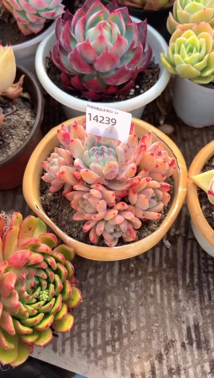 紫*萄多肉植物一物一拍14239