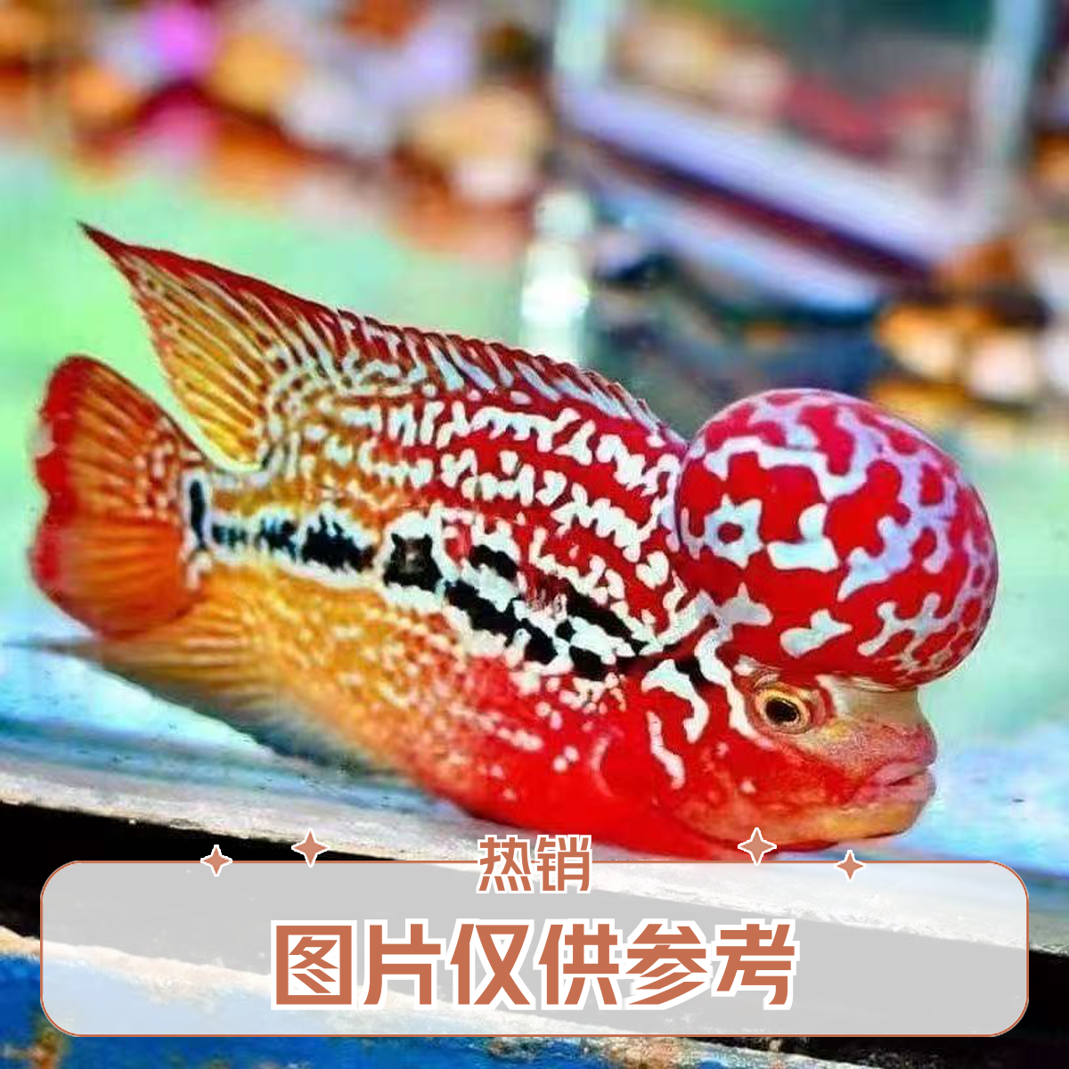 金花系鸿运火凤凰罗汉鱼活体热带观赏鱼好养耐活