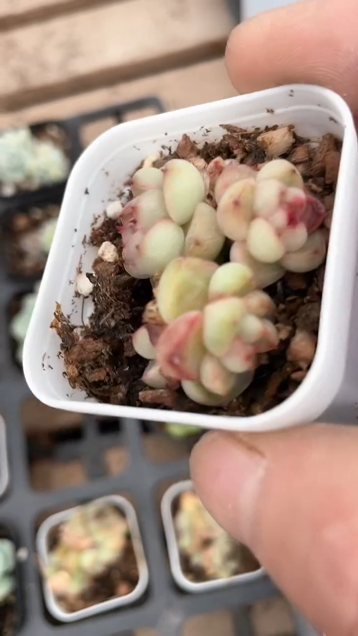 【闪购商品】5方蓝鬼多肉