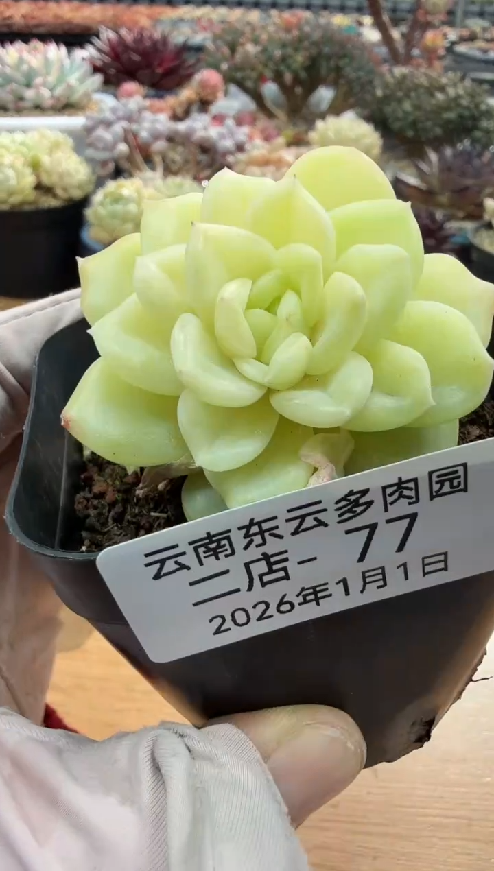 东云多肉园二店-77