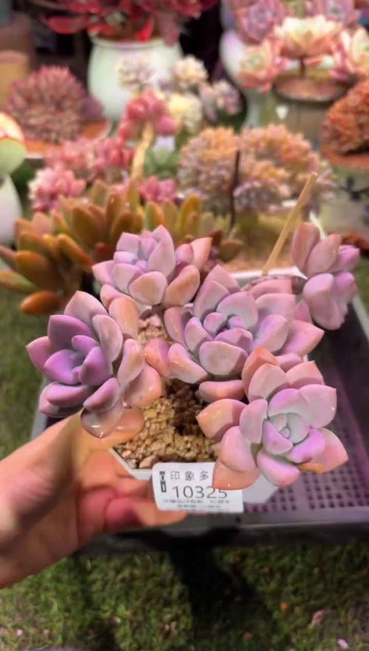 【闪购商品】10325