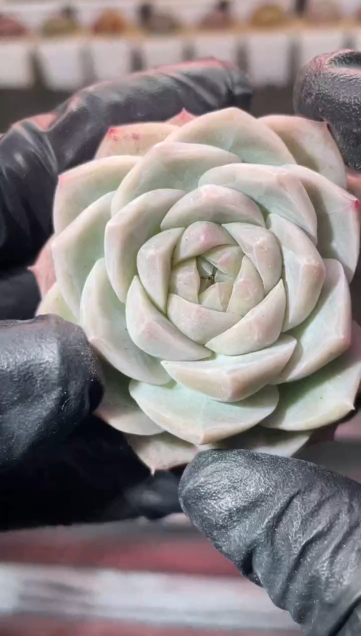 12-2糯冰钻新品4-5厘米量拍发一颗