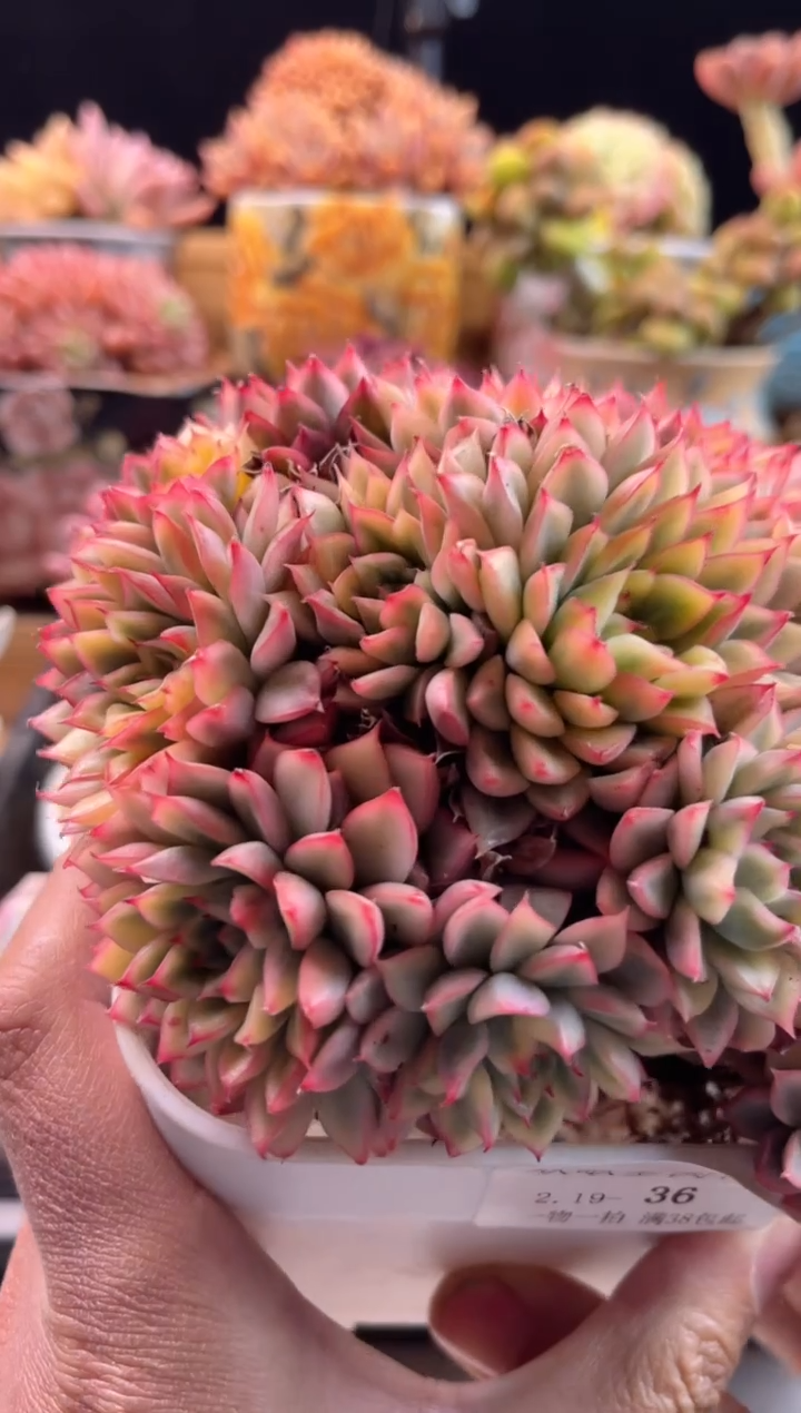 【闪购商品】2.19-36女雏锦