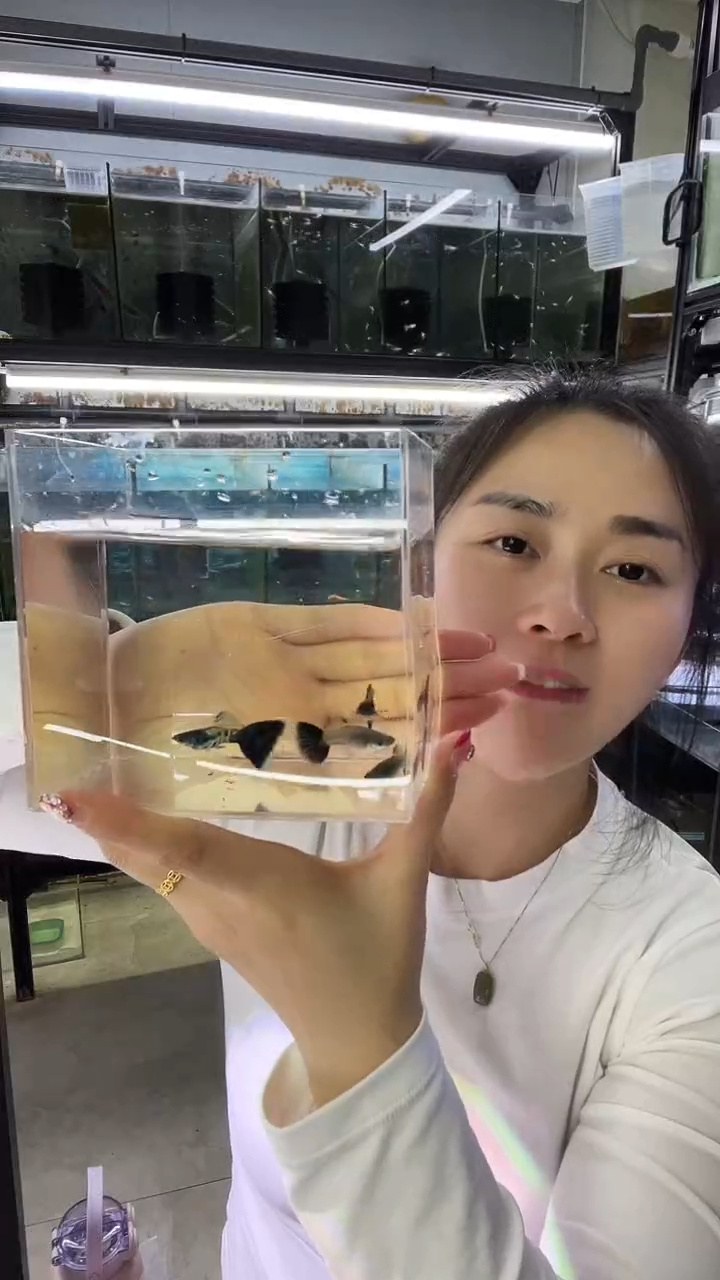 孔雀鱼银河蓝尾孔雀鱼两对