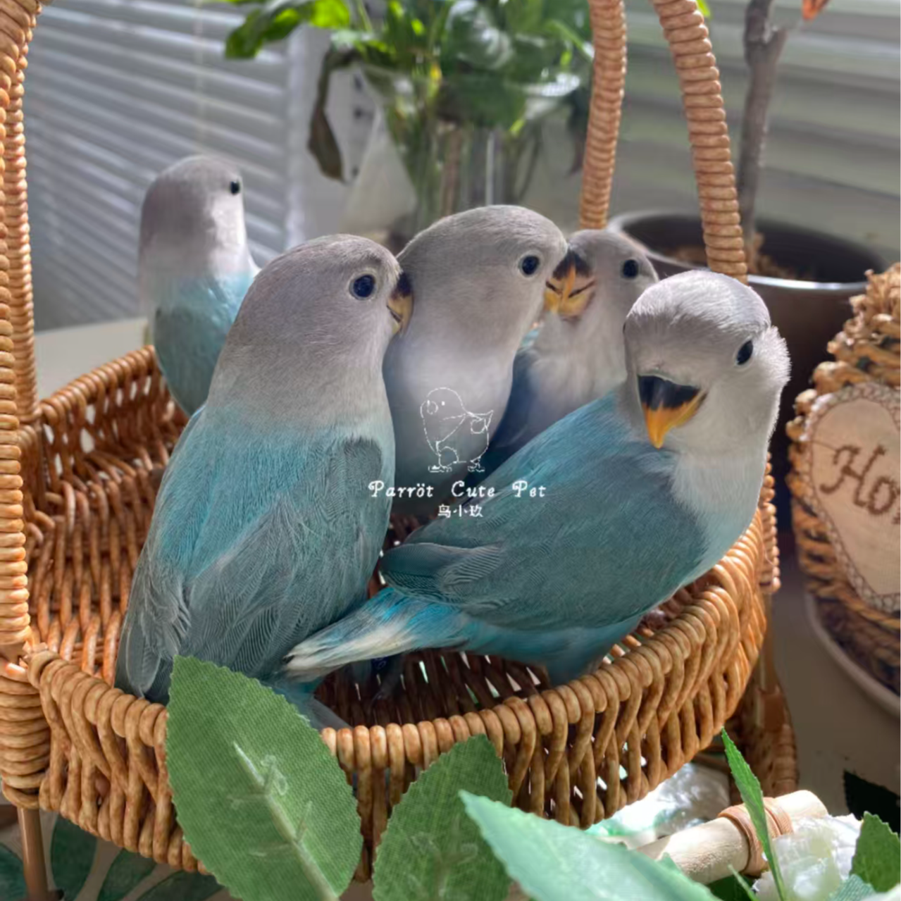 【直播拍】牡丹鹦鹉手养半毛粘人