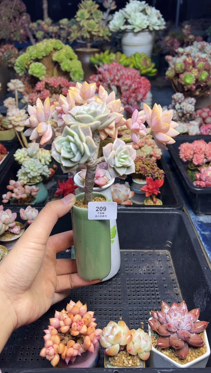 一****?209                 不带盆