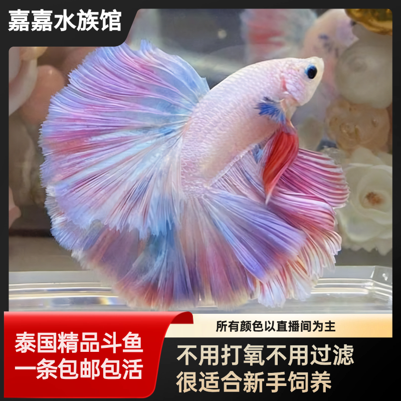 （271-360号）泰国精品半月斗鱼