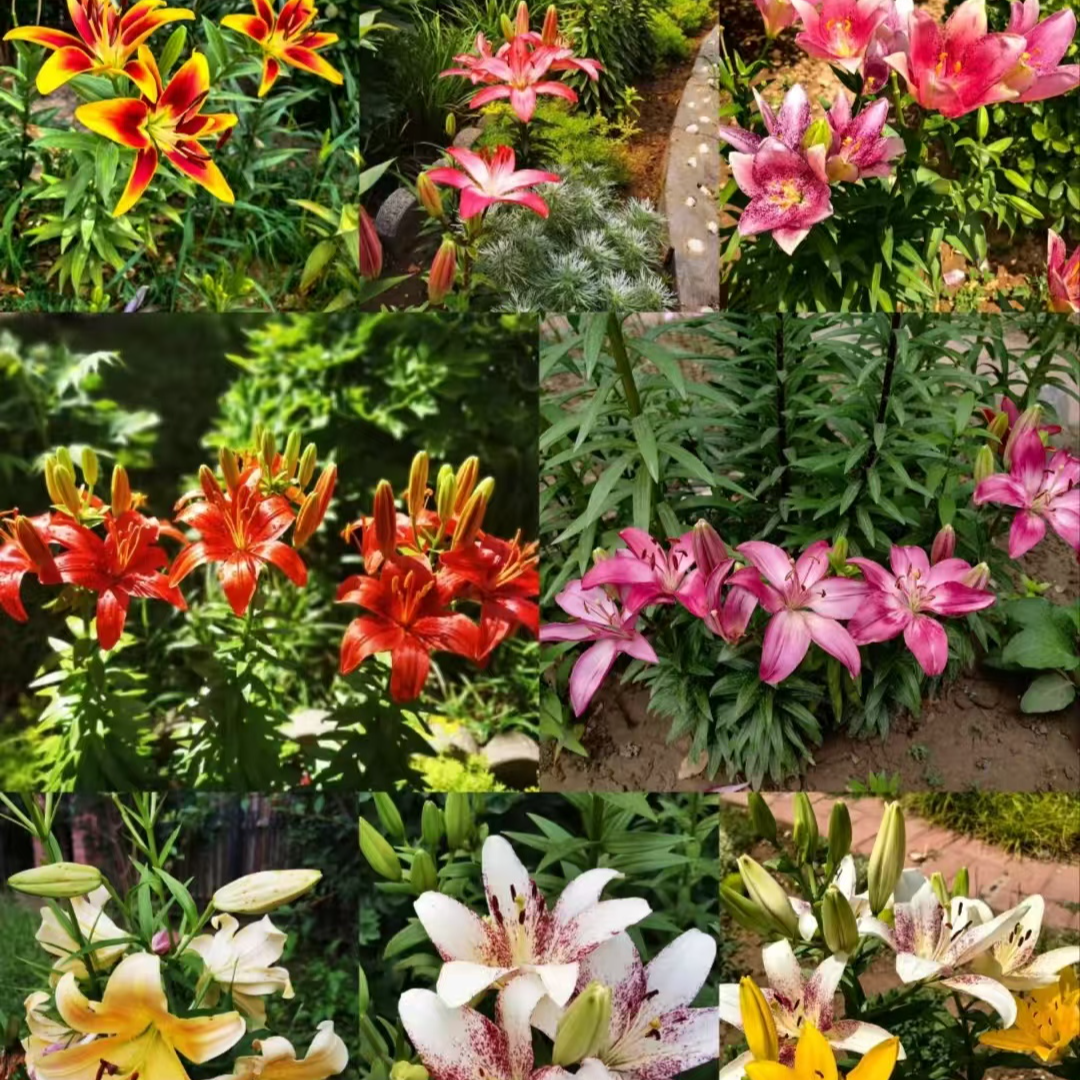 【品种齐全】百合进口种球重瓣 带盆带土发货 四季阳台盆栽地栽