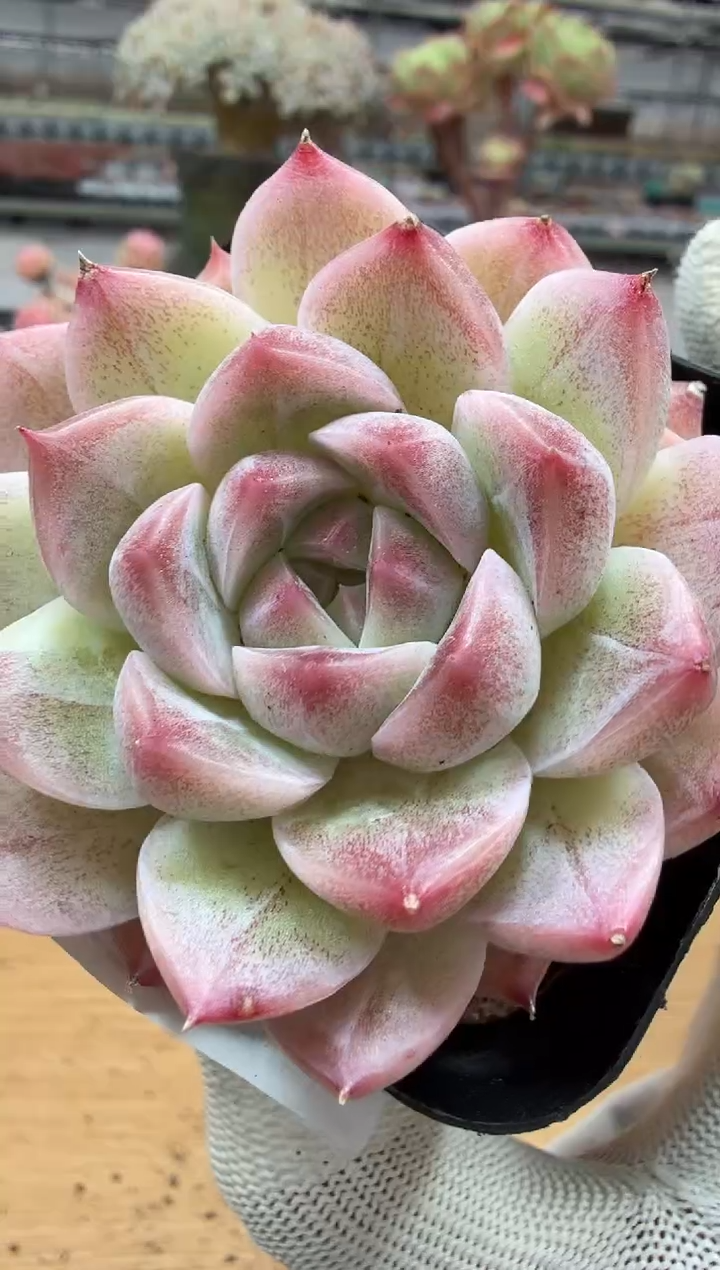 东云多肉园二店-295