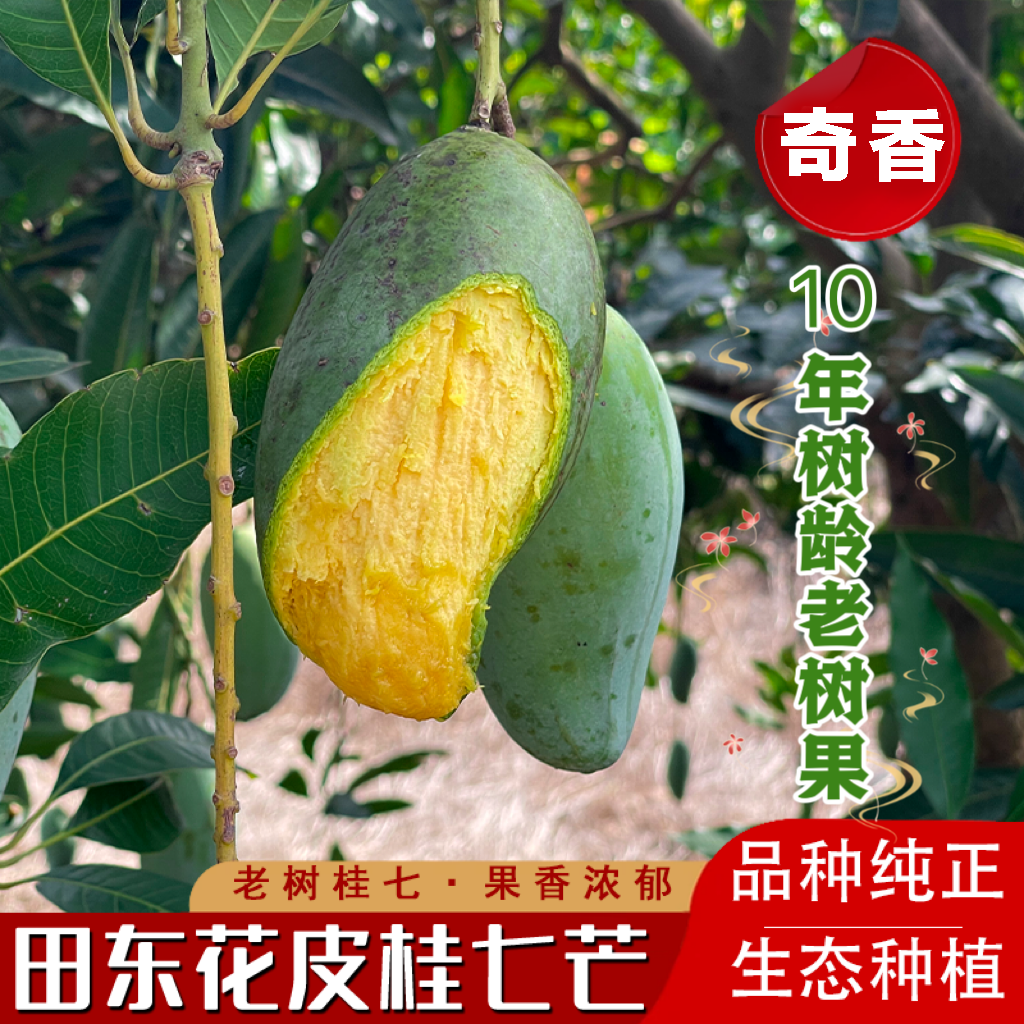 【广西百色】老树花皮桂七芒果浓香甜当季新鲜水果