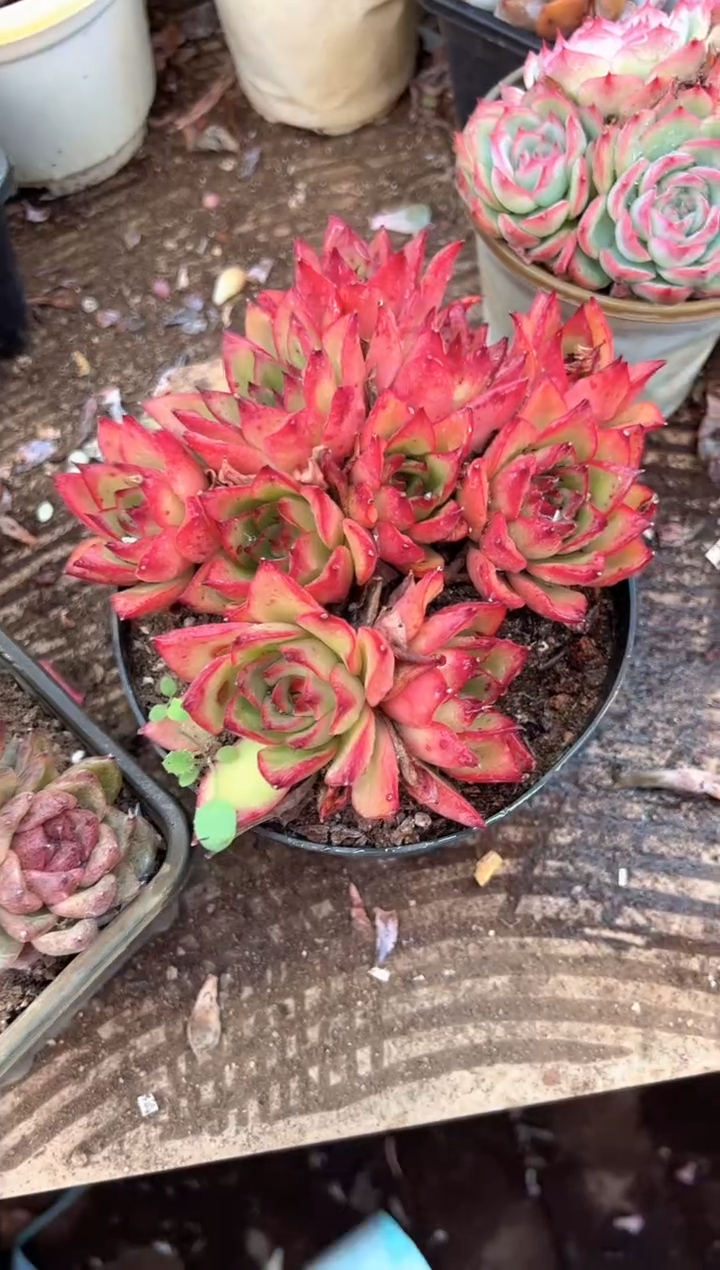老*哥多肉植物一物一拍03349