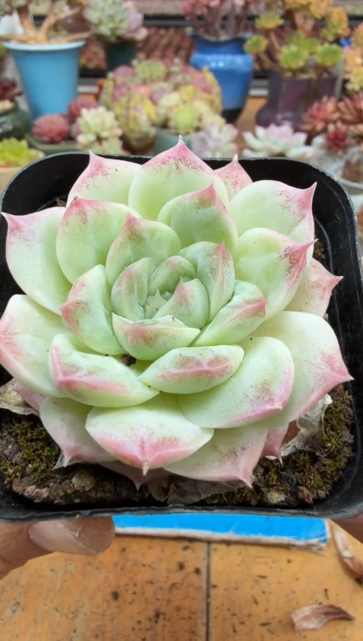 东云多肉园二店-668