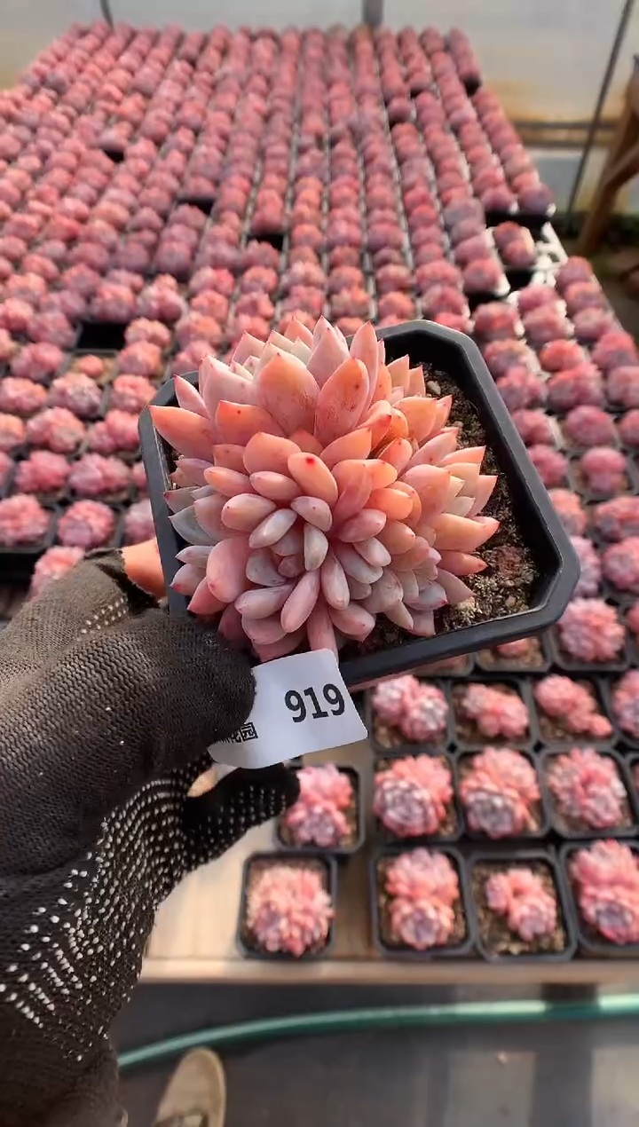 【闪购商品】919有砍雪天使一物一拍