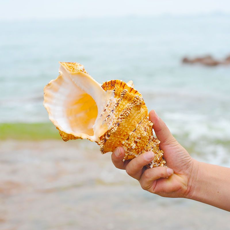 天然海螺超大海螺壳金口蛙螺摆件贝壳工艺品鱼缸造景听大海的声音