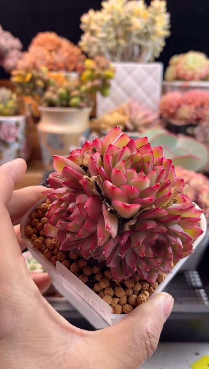 【闪购商品】2.16-25玫瑰女王