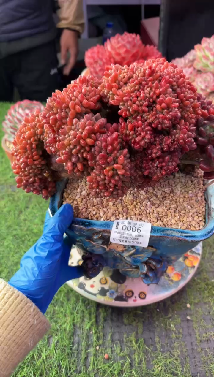 昆明印象多肉0006