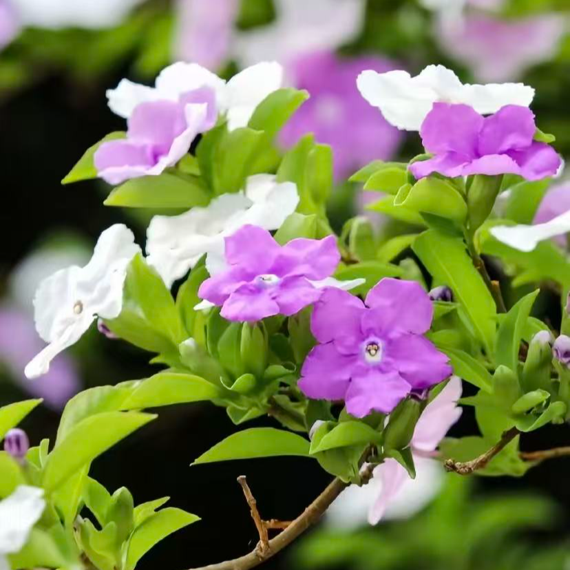 变色鸳鸯茉莉绿植物花香浓室内阳台庭院花园盆栽地栽