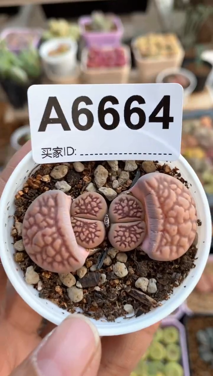 【闪购商品】6664直播一物一拍