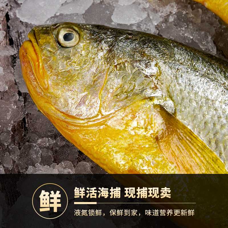 【石浦直供】东海深海大黄鱼黄花鱼新鲜冷冻