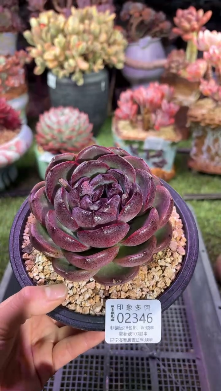 【闪购商品】02346