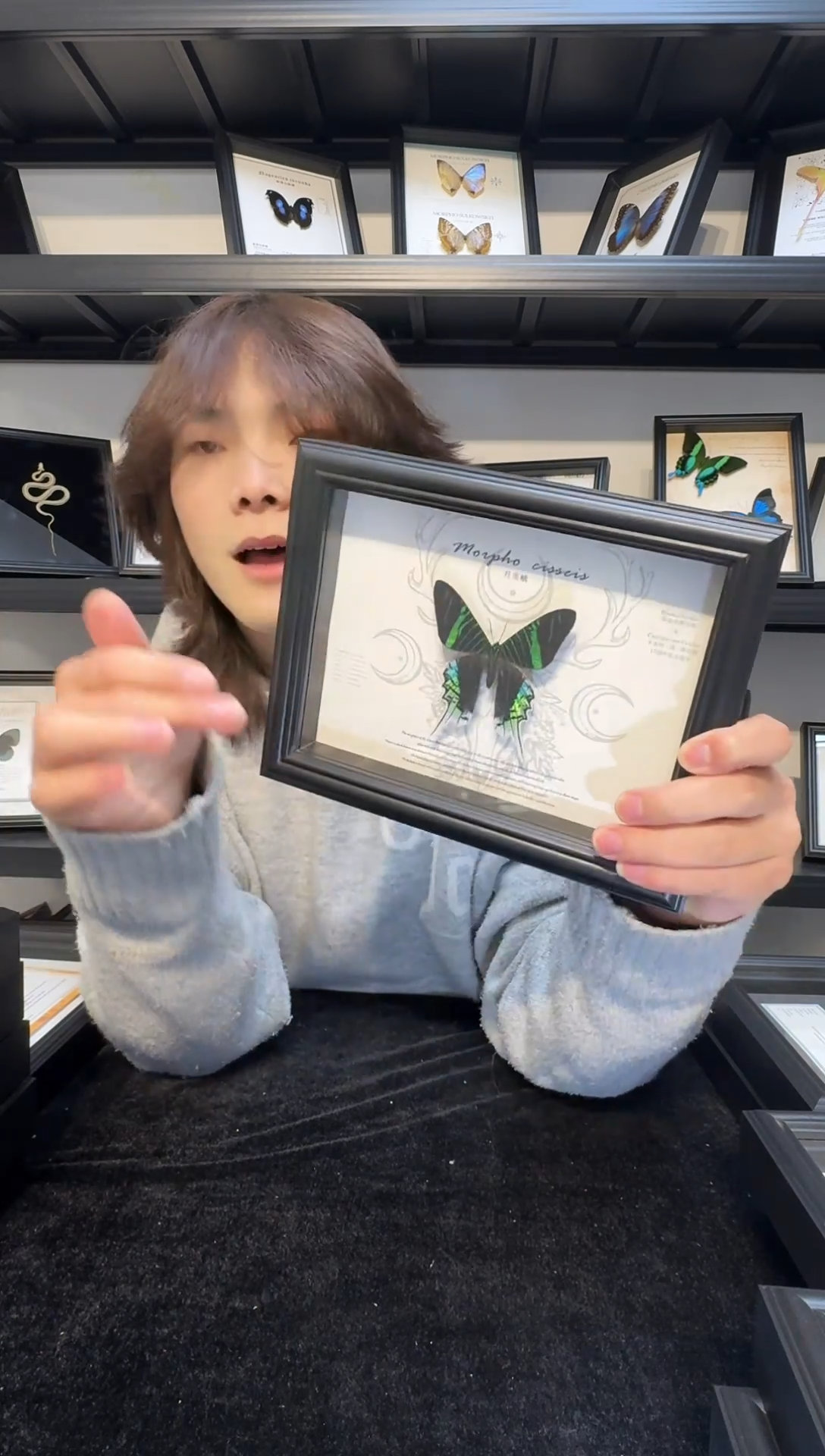 玻璃真实蝴蝶标本