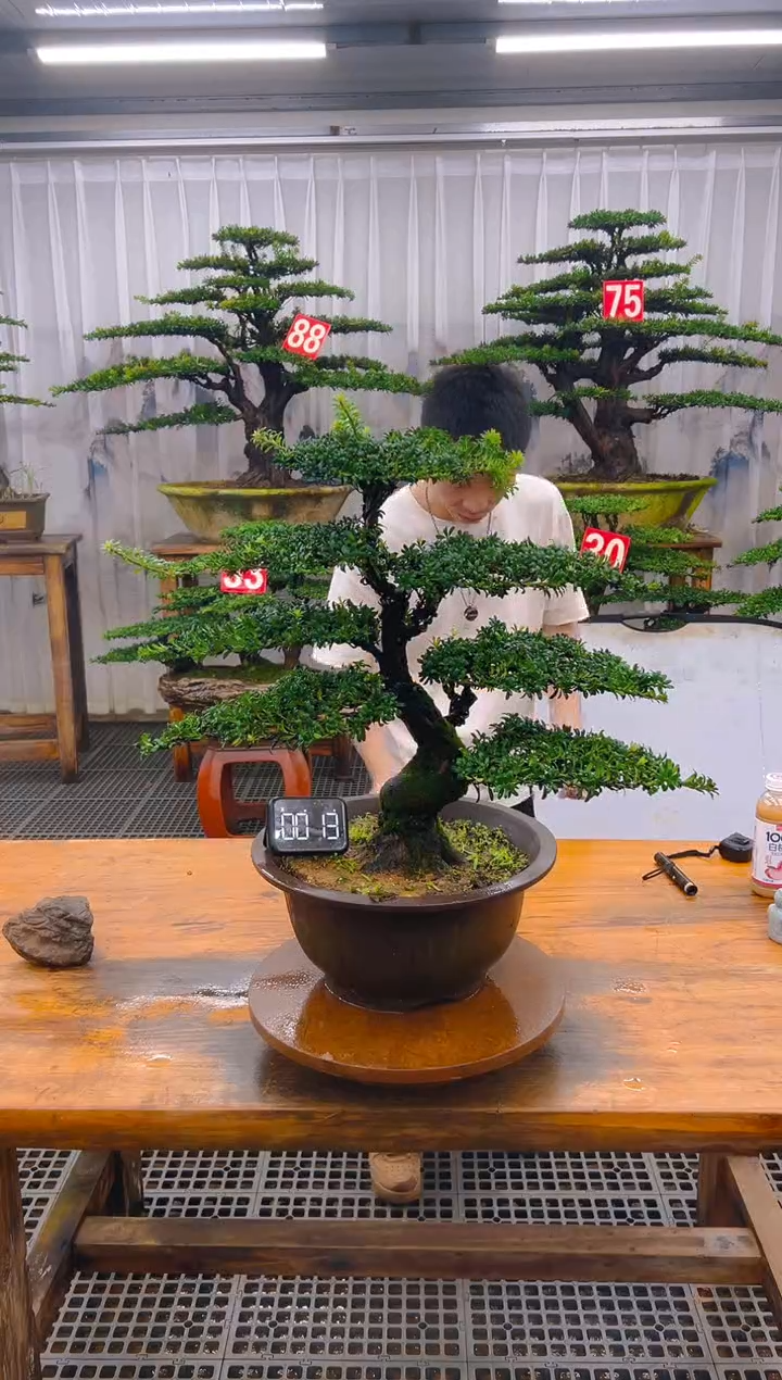 无花朵精品盆景直播间一物一拍