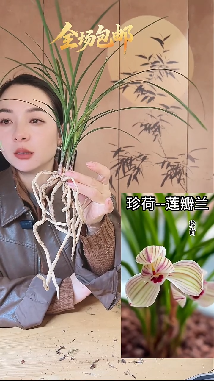 当前无花栽培后可以开花：珍荷