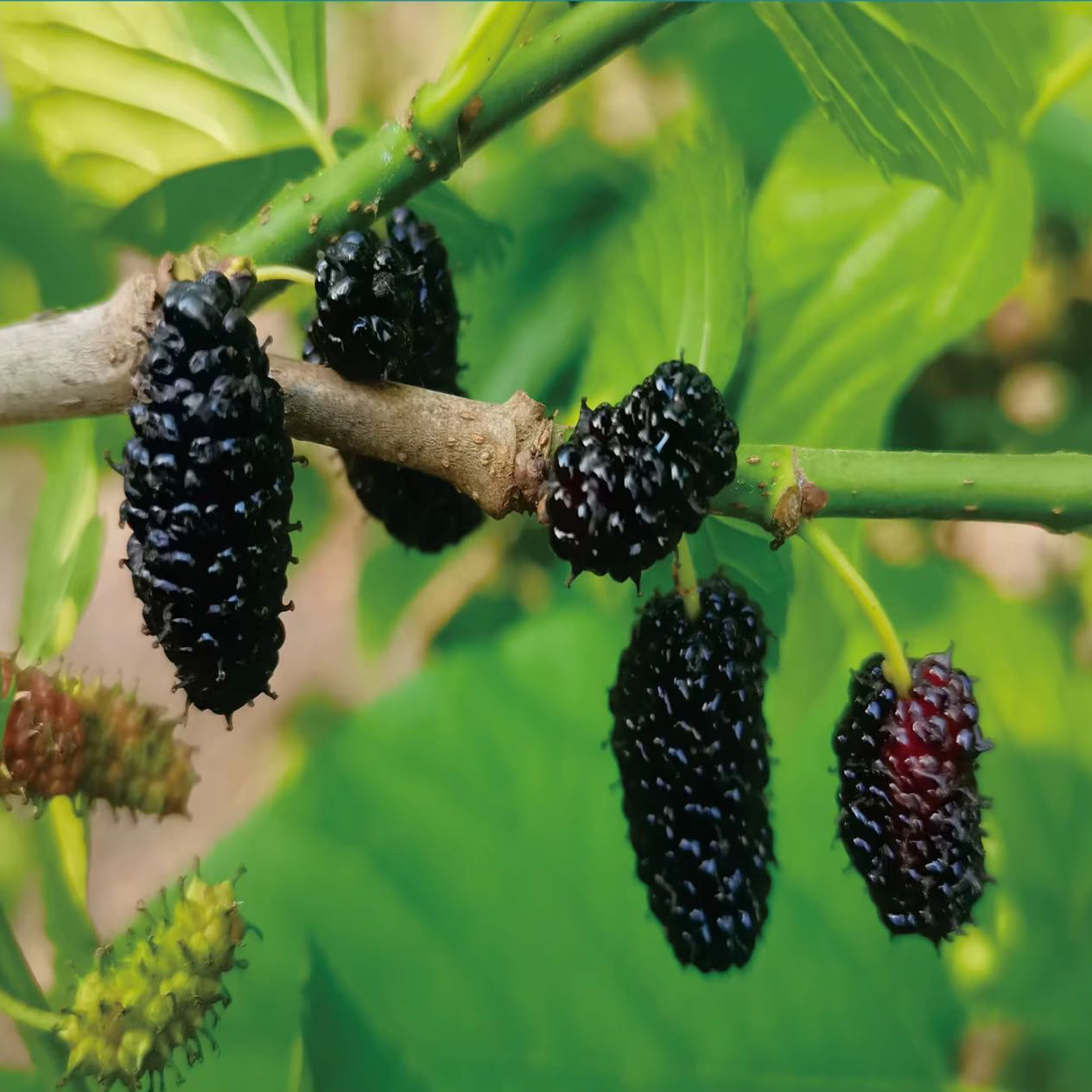 新疆桑椹干泡茶产地直发桑椹干泡茶泡酒果干A06