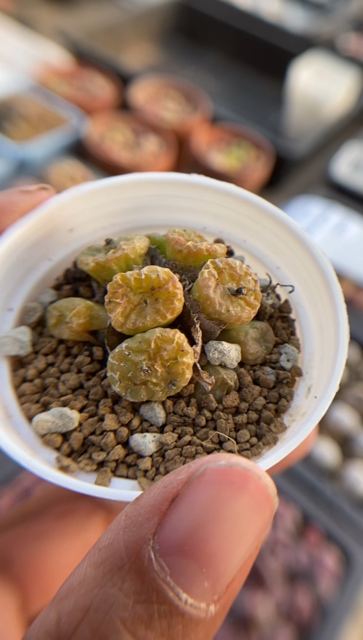 【闪购商品】8626直播一物一拍