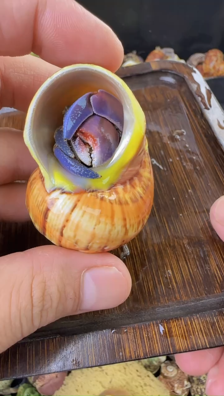 2.3口紫陆寄居蟹一只