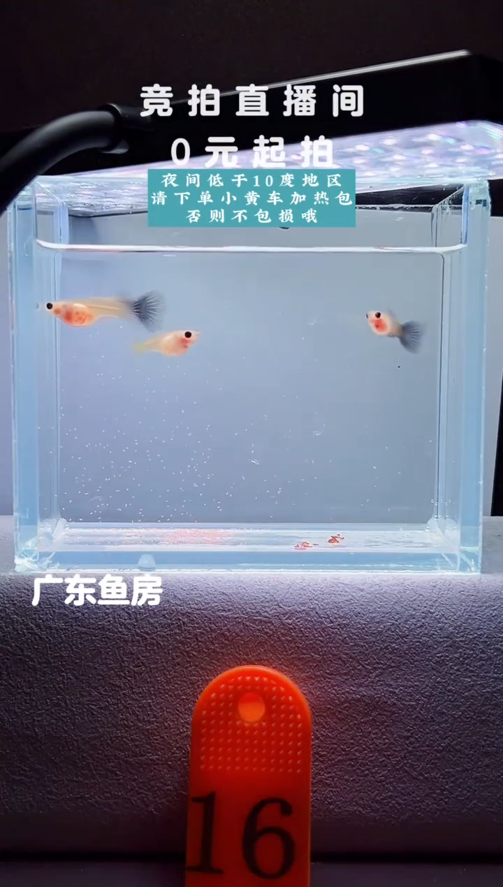 孔雀鱼超透玻璃猫两对编号16