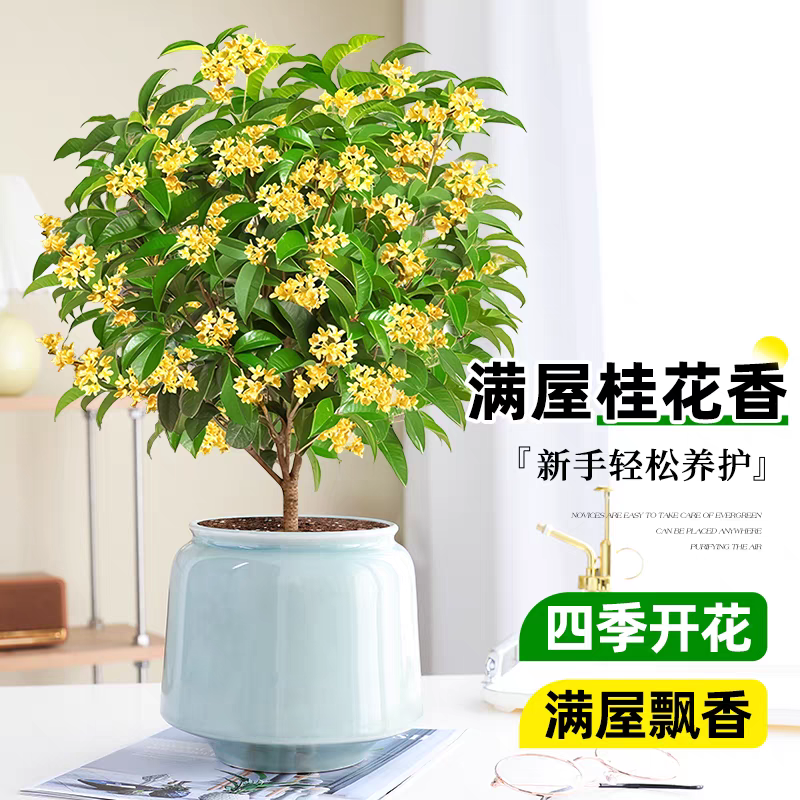 四季桂花盆栽老桩树苗开花植物室内外花卉浓香好养绿植盆景