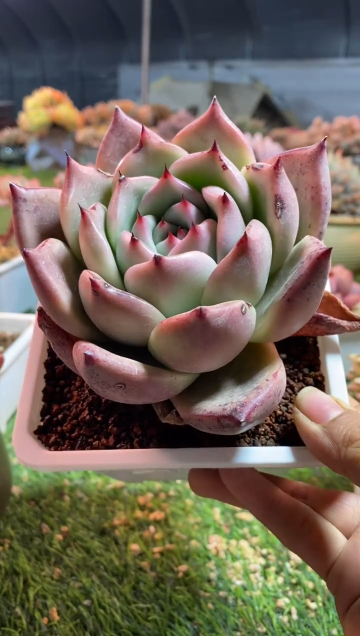 【闪购商品】0664a