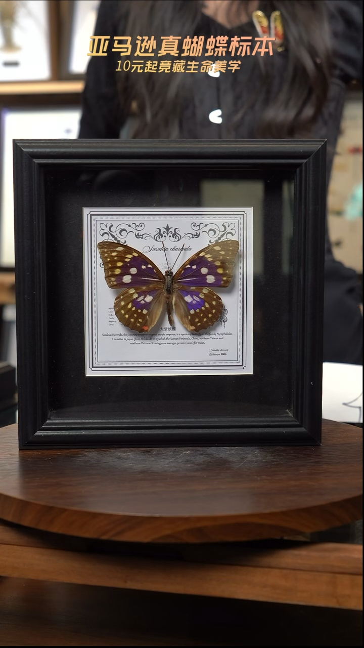 大紫蛱蝶盲盒版7寸欧式方框