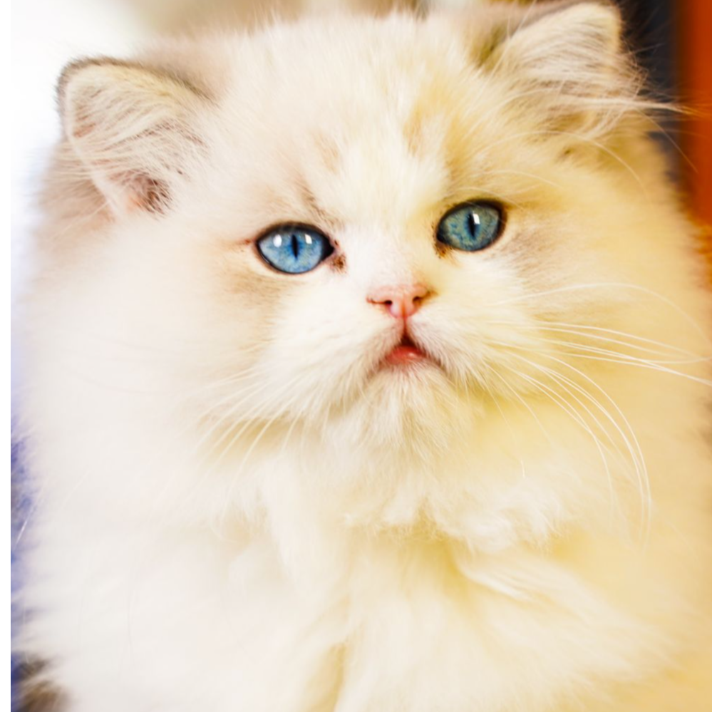 【铭尊布偶猫】可爱活体猫咪适合家庭饲养增添生活乐趣（羽珊与猫）