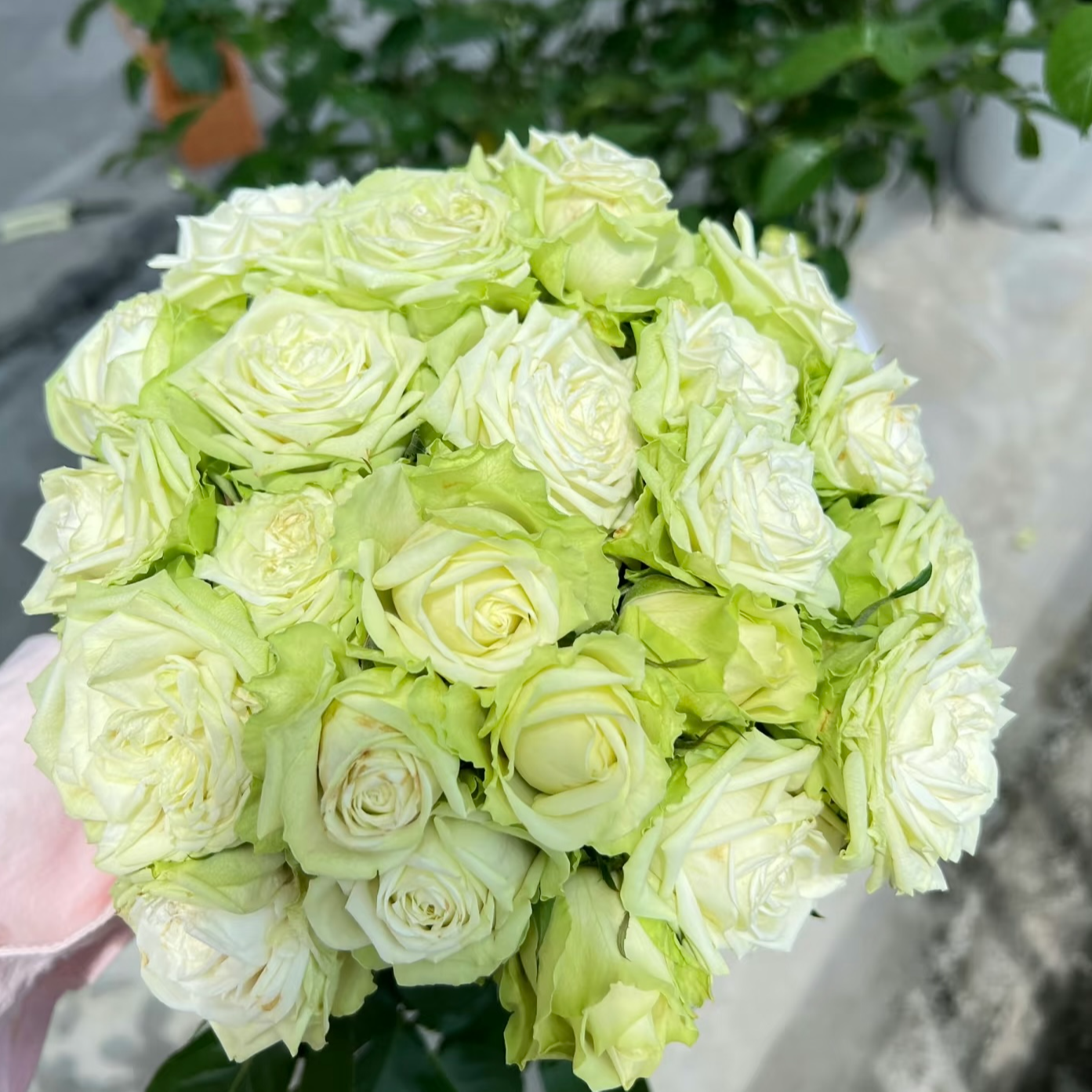【浪漫格林】绿色月季花大苗盆栽适合阳台庭院四季