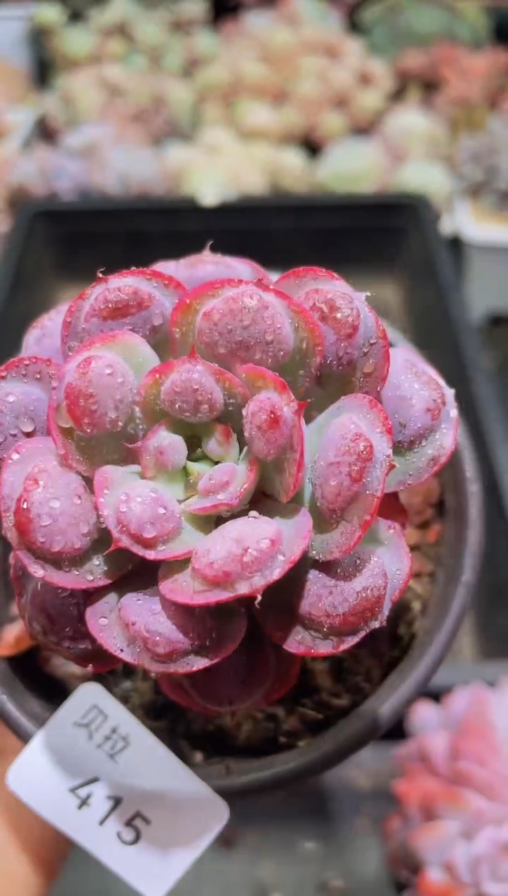 【闪购商品】415雨滴