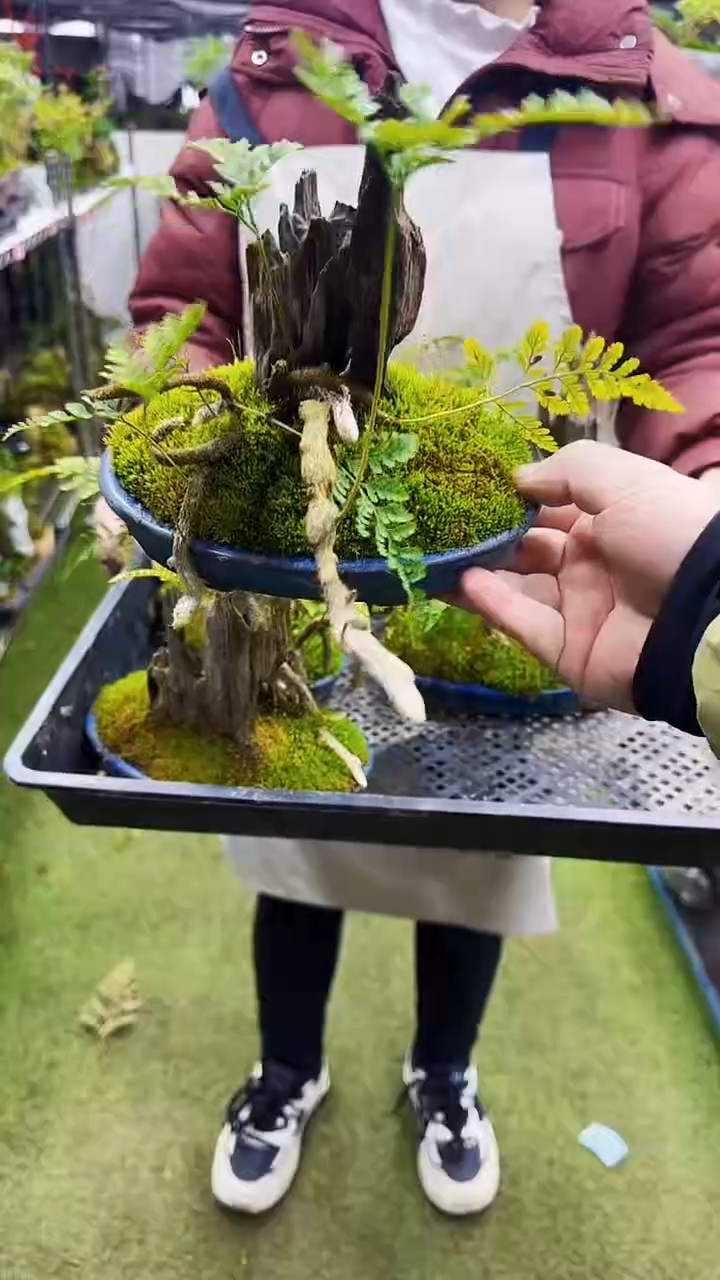 【闪购商品】161