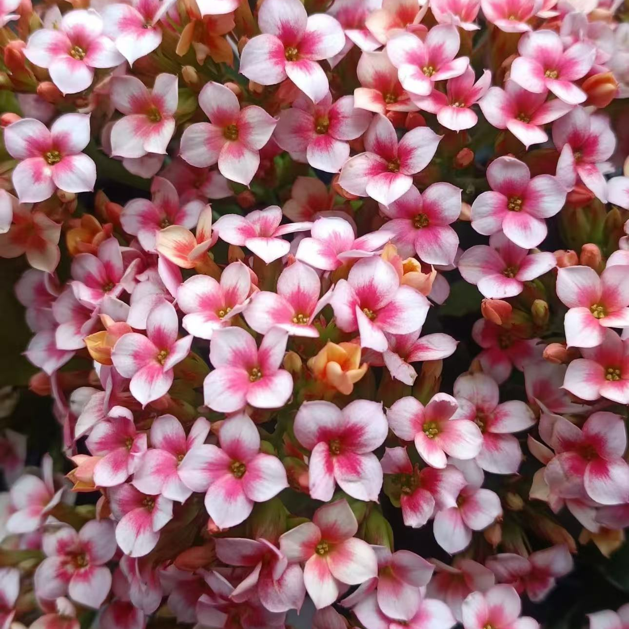 长寿花~果冻橙单瓣复色品种超仙花期长